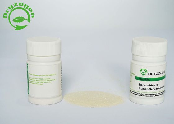 De rijstkorrel drukte uit de Recombinante Menselijke Serumalbumine voor Primaire Celcultuur HEEFT