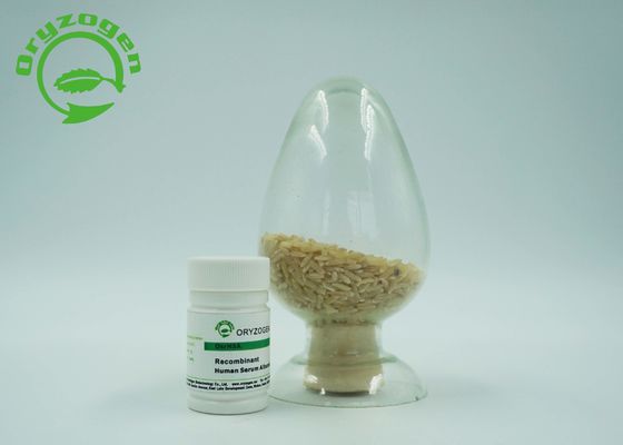 Oryza Sativa HEEFT Recombinant Vorst - droge Menselijke de Albumineproteïne van de Poeder66.554kd Moleculaire Massa