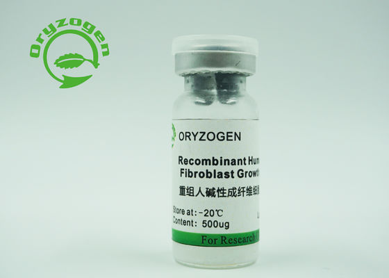 Van de bFGF rbFGF Groei van CAS 106096-93-9 de Recombinante Menselijke Uitgedrukte Korrel van de de Factorenrijst