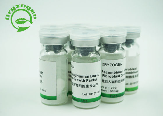 Menselijke bFGFvorst van de rijstkorrel - droog Poeder met Endotoxin de minder dan 1 EU/ug