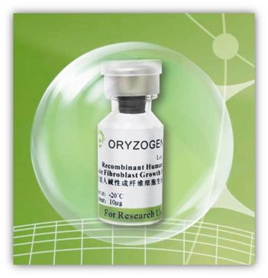Recombinante Eiwitbfgffactor Oryza Sativa Gehaalde -20℃ Storaged