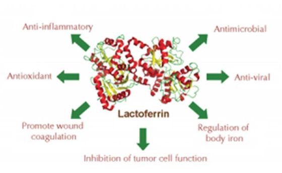 Antibacteriële Groter dan 95%-Zuiverheids Recombinante Lactoferrin Lyophiized met Anorganisch Zout