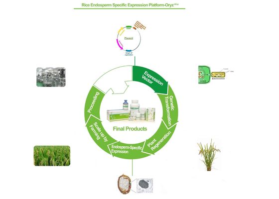Basis van de Biopharma de Recombinante Eiwitdienst op de Uitdrukkingsplatform van Rijstcellen