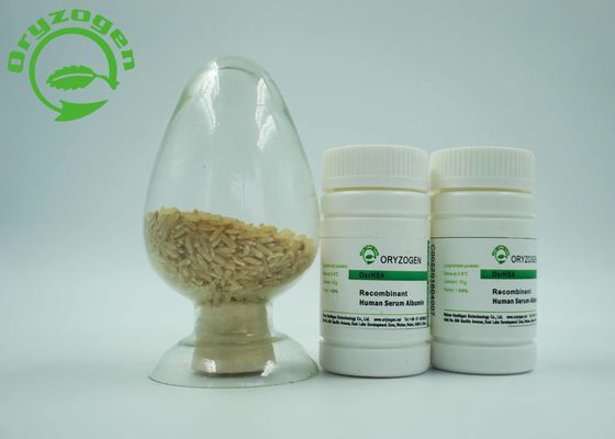 HEEFT de Specifieke Uitgedrukte Recombinante Menselijke de Albumineproteïne van het rijstendosperm zonder Enig Verontreinigende stoffenrisico