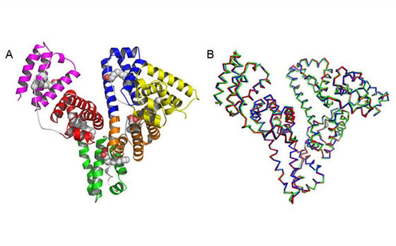 De menselijke Recombinante Serumalbumine HEEFT is structureel en biochemisch Equivalent aan pHSA