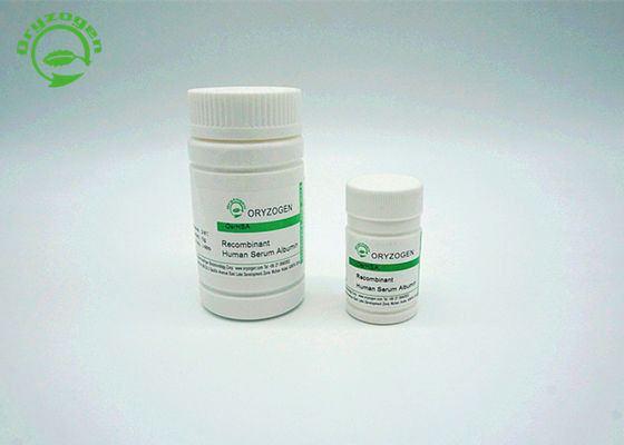 De menselijke Recombinante Serumalbumine HEEFT is structureel en biochemisch Equivalent aan pHSA