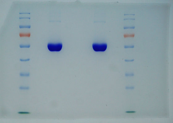 99% Recombinante de zuiverheid is voortgekomen uit Rijst Zelfde Opeenvolging aangezien het Plasma HEEFT