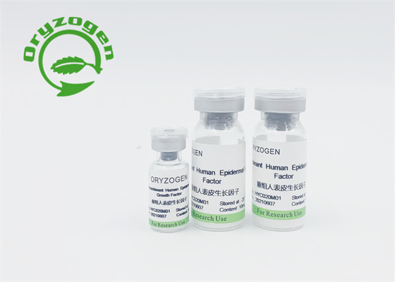 Menselijke Epidermale Vrije de Groeifactor van EGF en Menselijk bFGFdier Geen Stimulatie